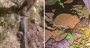 Ouagadougou: un serpent et des crocodiles capturés dans des domiciles