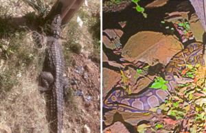 Ouagadougou: un serpent et des crocodiles capturés dans des domiciles