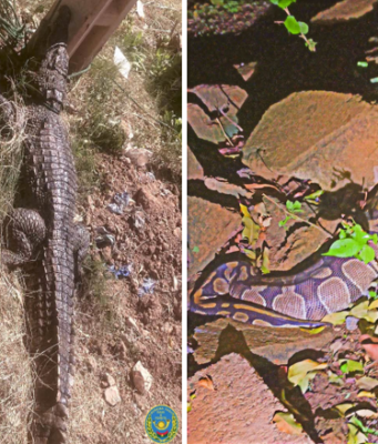 Ouagadougou: un serpent et des crocodiles capturés dans des domiciles