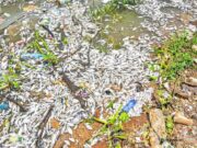 Mortalité de poissons au barrage n°3 de Ouagadougou: que révèlent les analyses du laboratoire ?