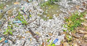 Mortalité de poissons au barrage n°3 de Ouagadougou: que révèlent les analyses du laboratoire ?
