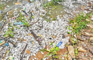 Mortalité de poissons au barrage n°3 de Ouagadougou: que révèlent les analyses du laboratoire ?