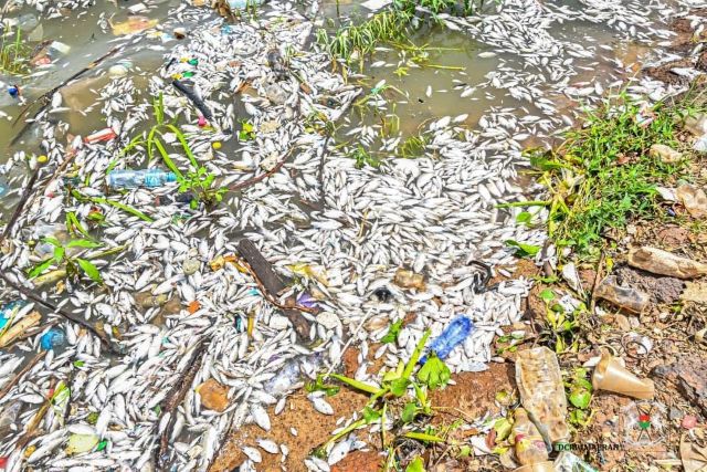 Mortalité de poissons au barrage n°3 de Ouagadougou: que révèlent les analyses du laboratoire ?