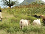 Tchad: dix morts après des affrontements entre agriculteurs et éleveurs