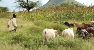 Tchad: dix morts après des affrontements entre agriculteurs et éleveurs