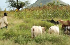 Tchad: dix morts après des affrontements entre agriculteurs et éleveurs