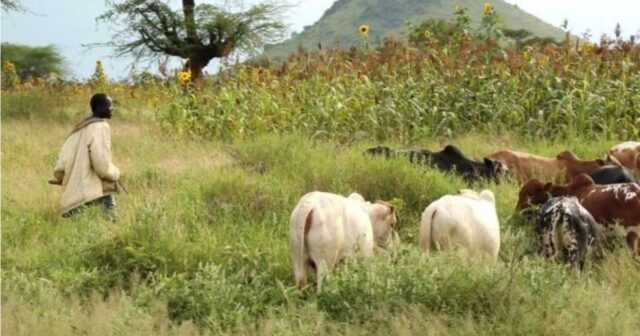 Tchad: dix morts après des affrontements entre agriculteurs et éleveurs