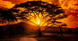 Afrique: plus de 13 millions de personnes affectées par les catastrophes météorologiques en 2025