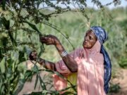 Climat: l’ONU veut accélérer le financement de l’adaptation