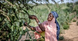 Climat: l’ONU veut accélérer le financement de l’adaptation
