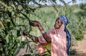 Climat: l’ONU veut accélérer le financement de l’adaptation