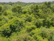 Burkina: trois milliards de raisons de saluer le travail de titan des Eaux et Forêts !