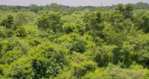 Burkina: trois milliards de raisons de saluer le travail de titan des Eaux et Forêts !