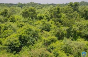 Burkina: trois milliards de raisons de saluer le travail de titan des Eaux et Forêts !