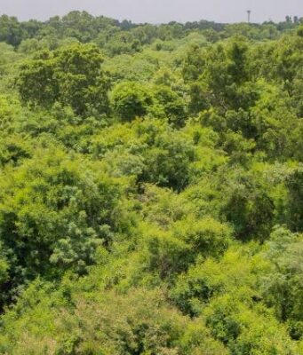 Burkina: trois milliards de raisons de saluer le travail de titan des Eaux et Forêts !
