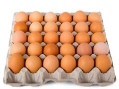 Burkina: voici combien coûte les œufs des poules pondeuses