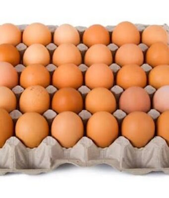 Burkina: voici combien coûte les œufs des poules pondeuses