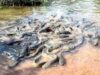 Bobo-Dioulasso: Mortalité de poissons sacrés à la suite d’un incendie dans des magasins de stockage de pesticides