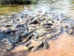 Bobo-Dioulasso: Mortalité de poissons sacrés à la suite d’un incendie dans des magasins de stockage de pesticides