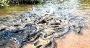 Bobo-Dioulasso: Mortalité de poissons sacrés à la suite d’un incendie dans des magasins de stockage de pesticides