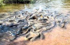 Bobo-Dioulasso: Mortalité de poissons sacrés à la suite d’un incendie dans des magasins de stockage de pesticides