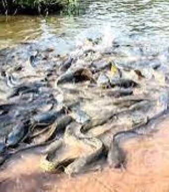 Bobo-Dioulasso: Mortalité de poissons sacrés à la suite d’un incendie dans des magasins de stockage de pesticides