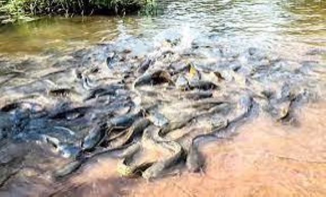 Des poissons sacrés de Bobo-Dioulasso
