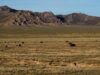 L’herbe sous nos pieds: pourquoi les terres de parcours naturels sont essentielles