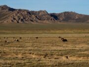 L’herbe sous nos pieds: pourquoi les terres de parcours naturels sont essentielles