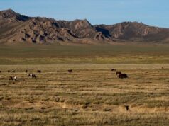 L’herbe sous nos pieds: pourquoi les terres de parcours naturels sont essentielles