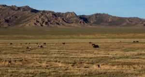 L’herbe sous nos pieds: pourquoi les terres de parcours naturels sont essentielles