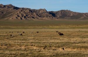 L’herbe sous nos pieds: pourquoi les terres de parcours naturels sont essentielles