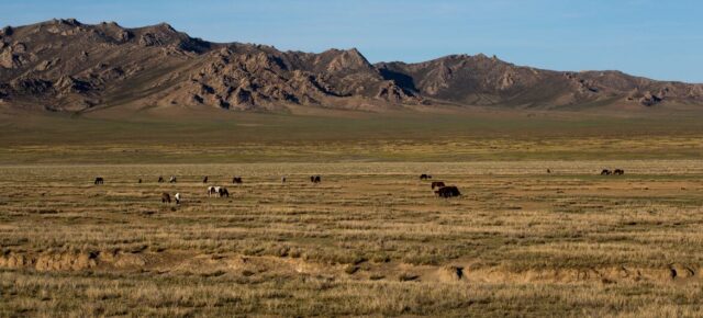 FAO/K. Purevraqchaa Depuis des siècles, les Mongols et leurs troupeaux vivent au rythme de la vaste steppe. Mais le changement climatique, la désertification et la sécheresse fragilisent cet équilibre : près de 77 % des terres du pays sont aujourd’hui dégradées, menaçant les pâturages et les moyens de subsistance des éleveurs.