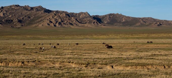 L’herbe sous nos pieds: pourquoi les terres de parcours naturels sont essentielles
