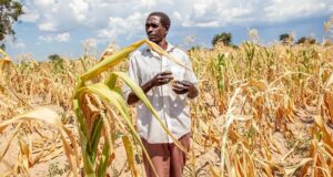 El Niño menace 49 millions de personnes de faim, le PAM intensifie sa riposte