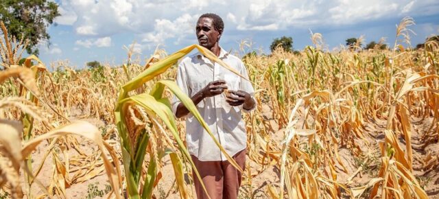 © PAM / Gabriela Vivacqua Un agriculteur inspecte une récolte de maïs ravagée par la sécheresse en Zambie.