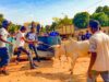 Bobo-Dioulasso: durcissement de la lutte contre les animaux en divagation