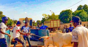 Bobo-Dioulasso: durcissement de la lutte contre les animaux en divagation