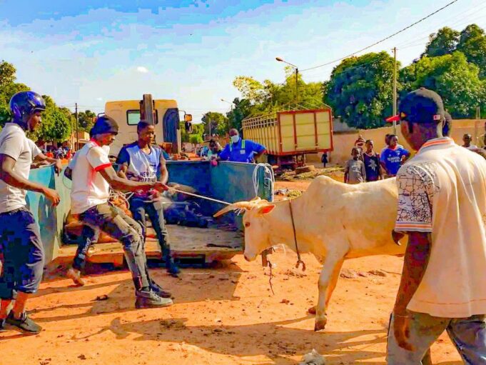 Bobo-Dioulasso: durcissement de la lutte contre les animaux en divagation
