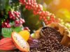 Cacao à 1 200 FCFA, café à 1 300 FCFA: les producteurs ivoiriens entre soulagement et désillusion
