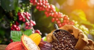 Cacao à 1 200 FCFA, café à 1 300 FCFA: les producteurs ivoiriens entre soulagement et désillusion