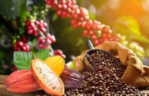 Cacao à 1 200 FCFA, café à 1 300 FCFA: les producteurs ivoiriens entre soulagement et désillusion