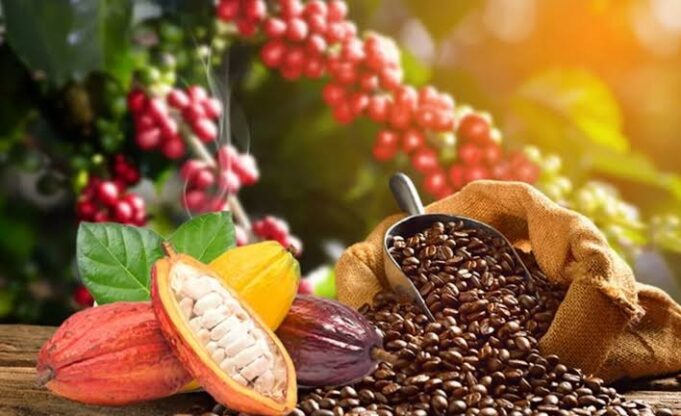 Cacao à 1 200 FCFA, café à 1 300 FCFA: les producteurs ivoiriens entre soulagement et désillusion