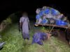 427 kg de chanvre indien saisis, le convoyeur interpellé
