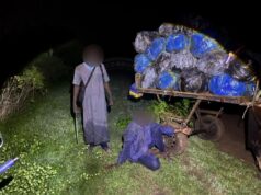 427 kg de chanvre indien saisis, le convoyeur interpellé
