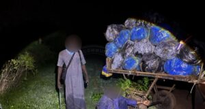 427 kg de chanvre indien saisis, le convoyeur interpellé
