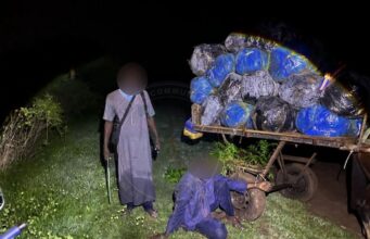 427 kg de chanvre indien saisis, le convoyeur interpellé