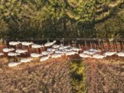 Dégradation des terres: trois initiatives qui montrent que la restauration marche