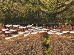Dégradation des terres: trois initiatives qui montrent que la restauration marche