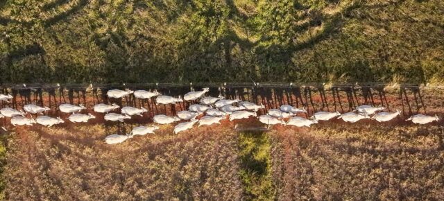 © PNUE/Todd Brown Un projet de restauration des cultures et de l'élevage bovin contribue à protéger le Cerrado au Brésil, l'une des savanes tropicales les plus riches en biodiversité au monde.